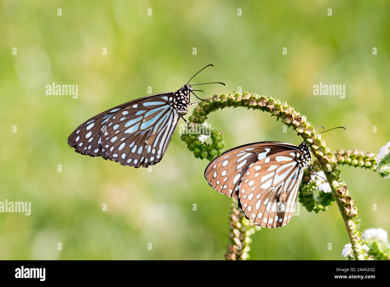 Zwei blaue Schmetterlinge Fütterung auf eine grüne Pflanze im grünen Gras Feld um einen leeren See in Südindien - Tiruvannamalai 2019 Stockfoto