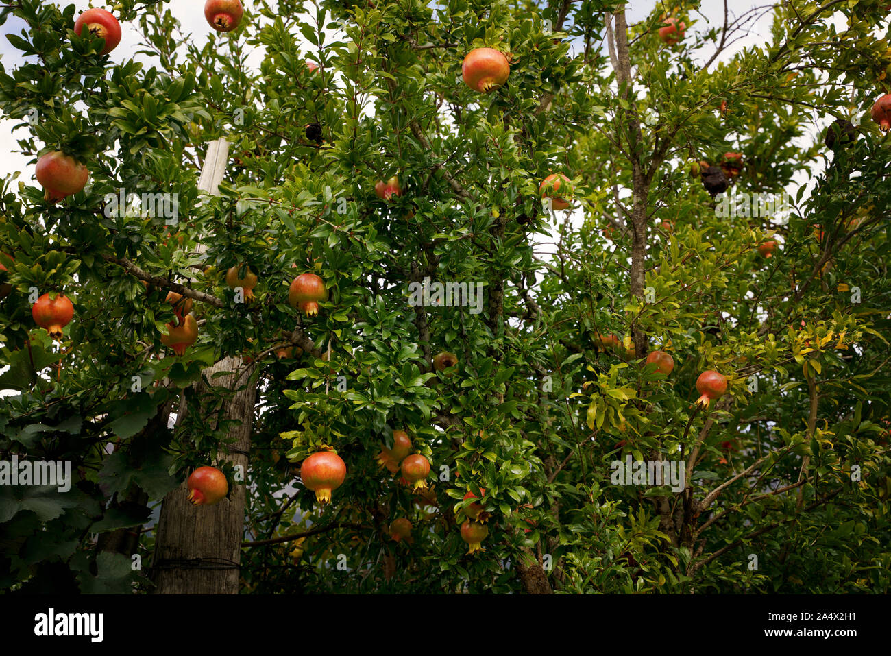 Rote Granatapfel Obst auf einem Baum Stockfoto