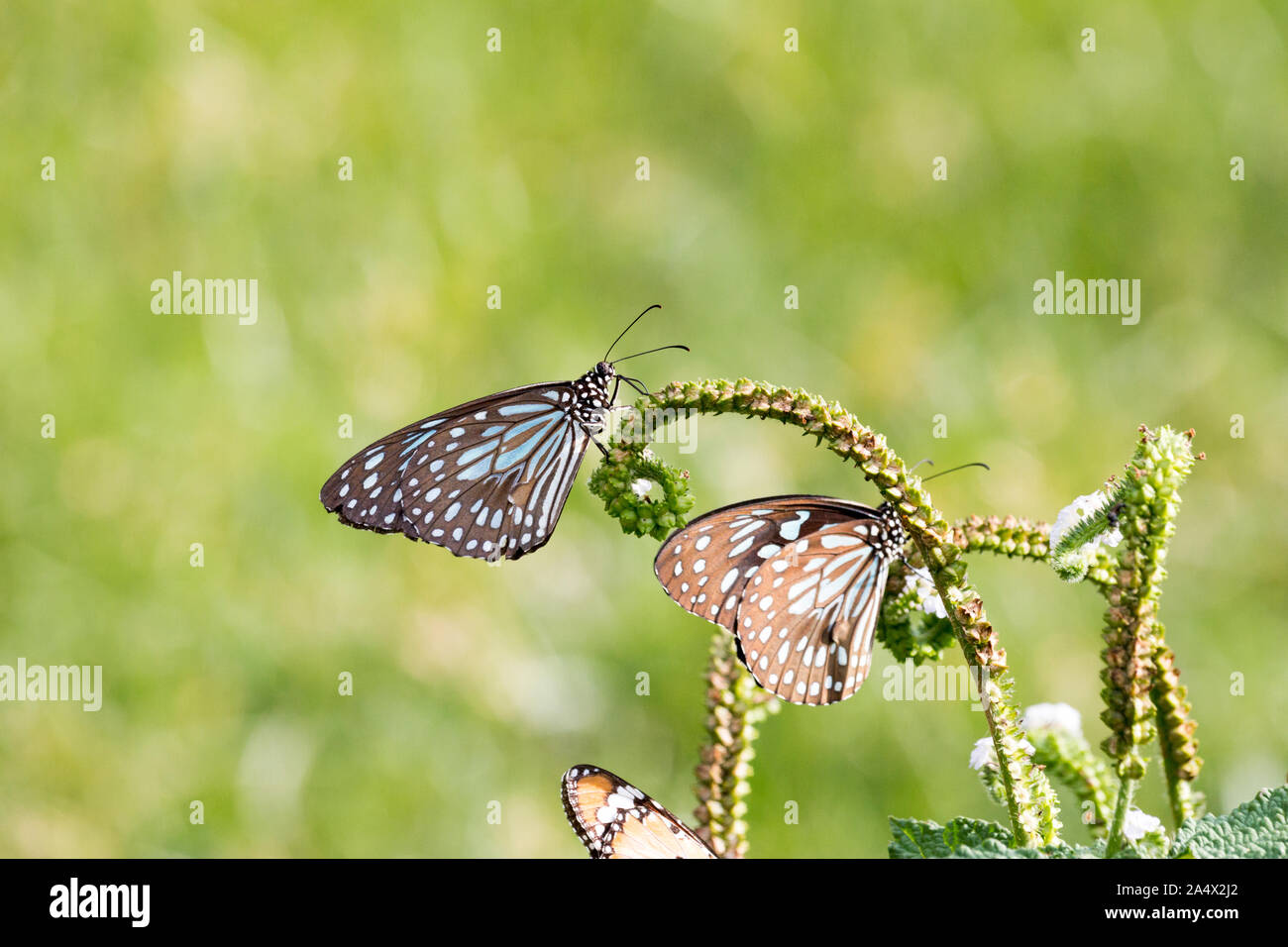 Zwei blaue Schmetterlinge Fütterung auf eine grüne Pflanze im grünen Gras Feld um einen leeren See in Südindien - Tiruvannamalai 2019 Stockfoto