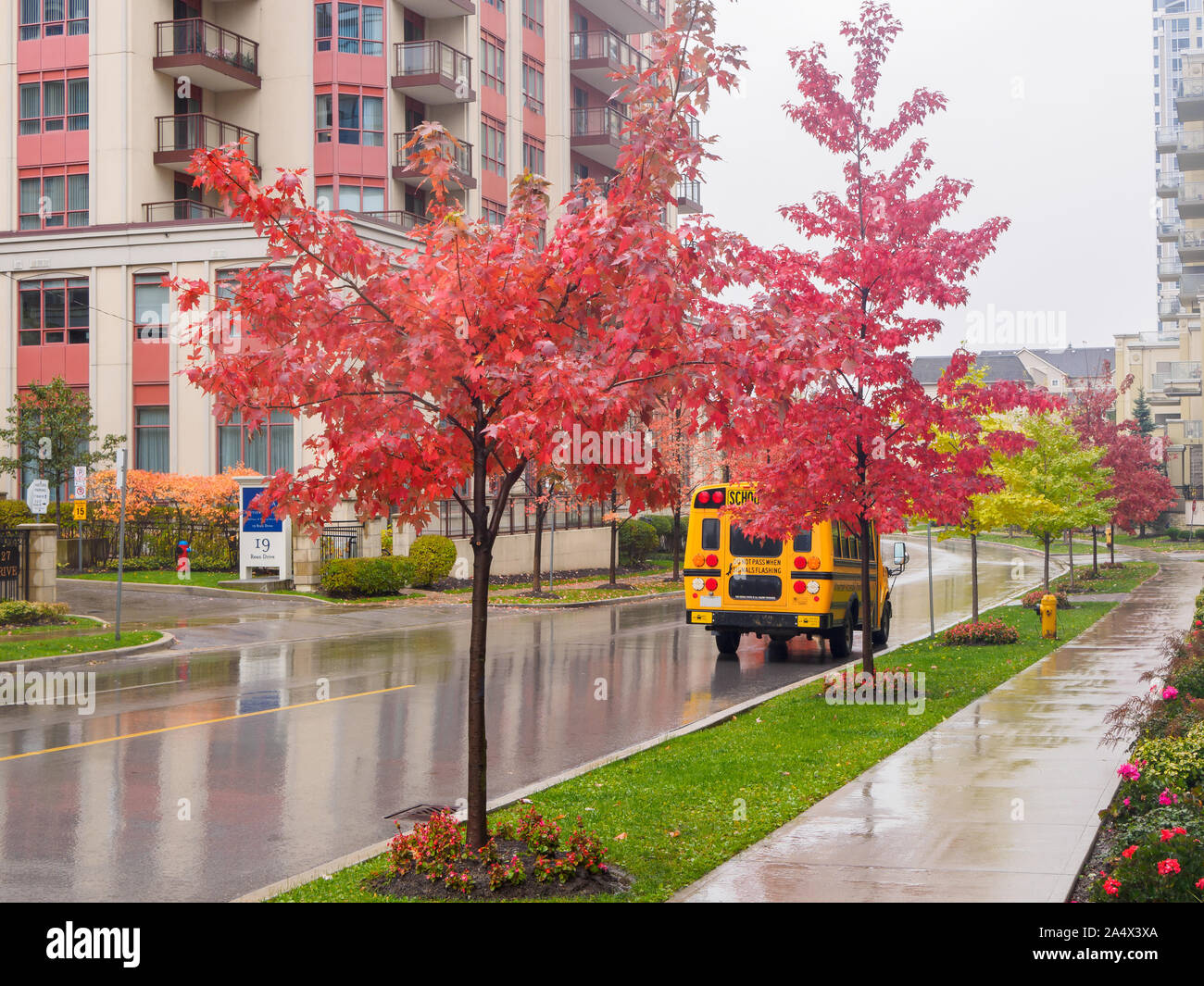 Yellow School Bus auf einer Straße der Stadt neben Zucker-ahorn Bäume und Ruhestand Wohnsitz geparkt, im Herbst an einem regnerischen Tag. Stockfoto
