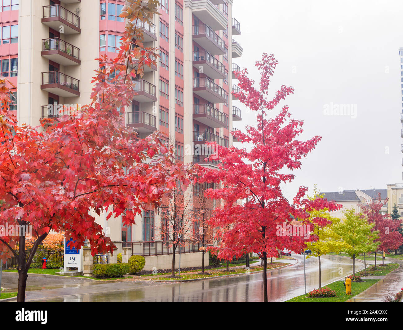 Rote Blätter Ahorn Bäume auf der anderen Straßenseite von einem Gebäude an einem regnerischen Tag. Stockfoto