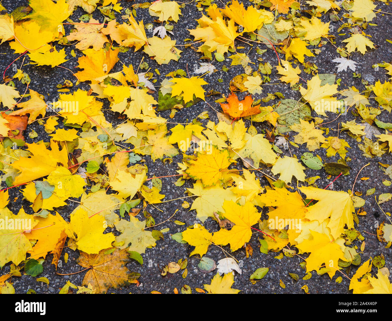 Sugar Maple Tree Blätter der gelben Farbe liegen auf dem Bürgersteig im Herbst. Stockfoto