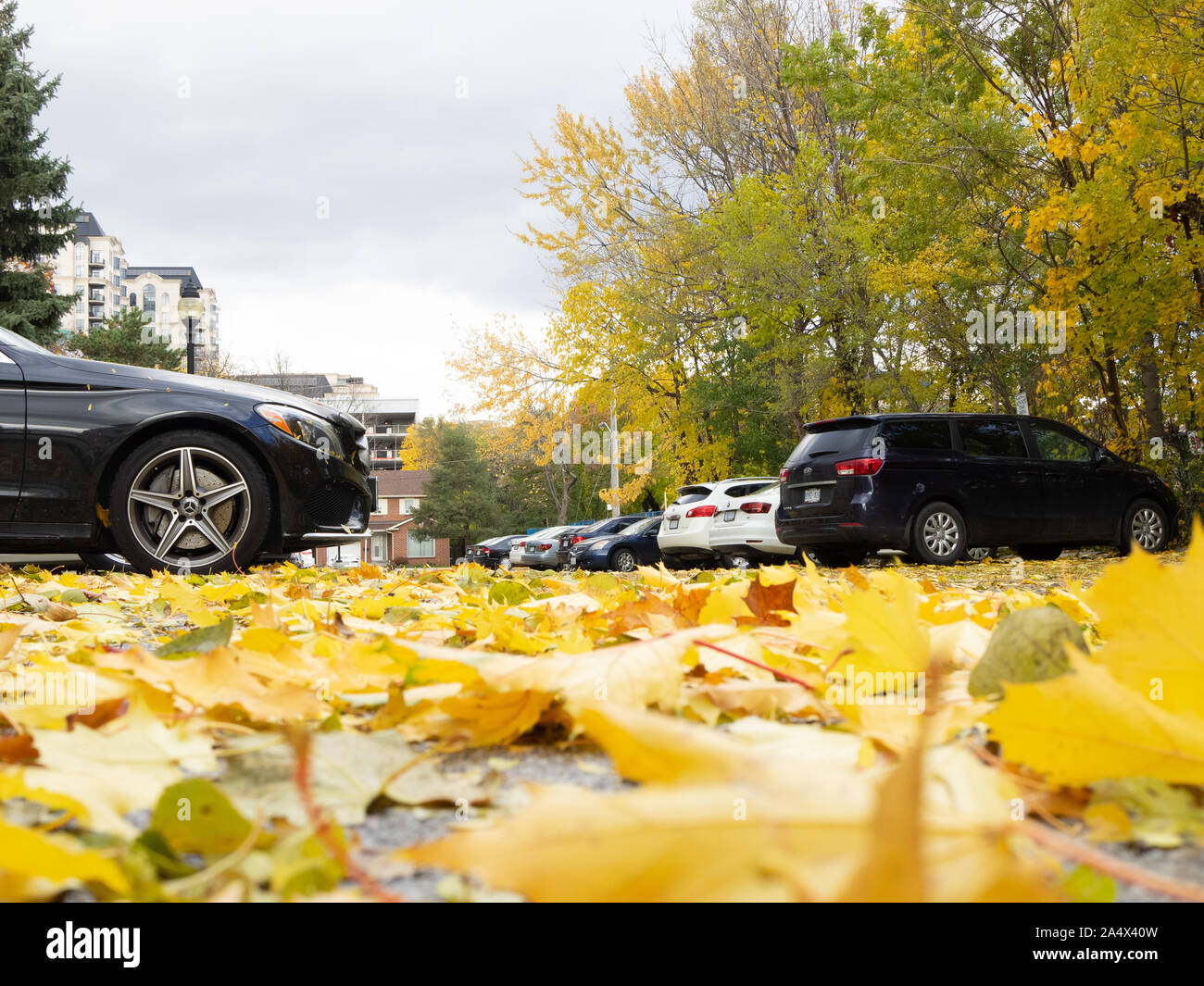 Gelbe Ahorn Blätter über der Straße auf einem Parkplatz im Herbst. Stockfoto