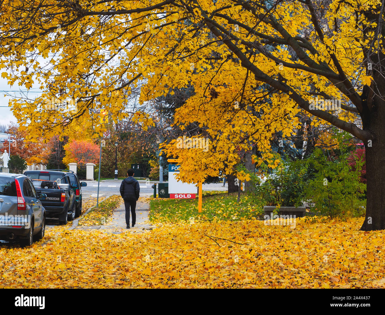 Zucker-ahorn Bäume mit gelben Blätter überstand den Bürgersteig, als Mann durch. Stockfoto