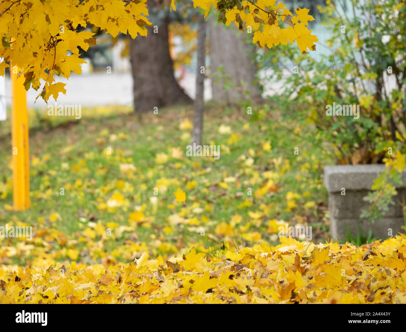 Goldgelb Sugar Maple Tree Blätter bedecken den Boden mit Hintergrund verschwommen. Stockfoto