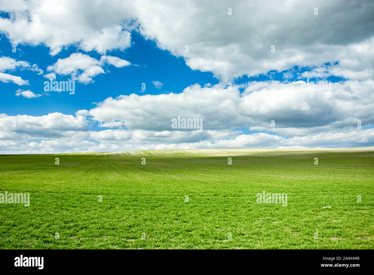 Große grüne Feld, Horizont und weißen Wolken am blauen Himmel Stockfoto