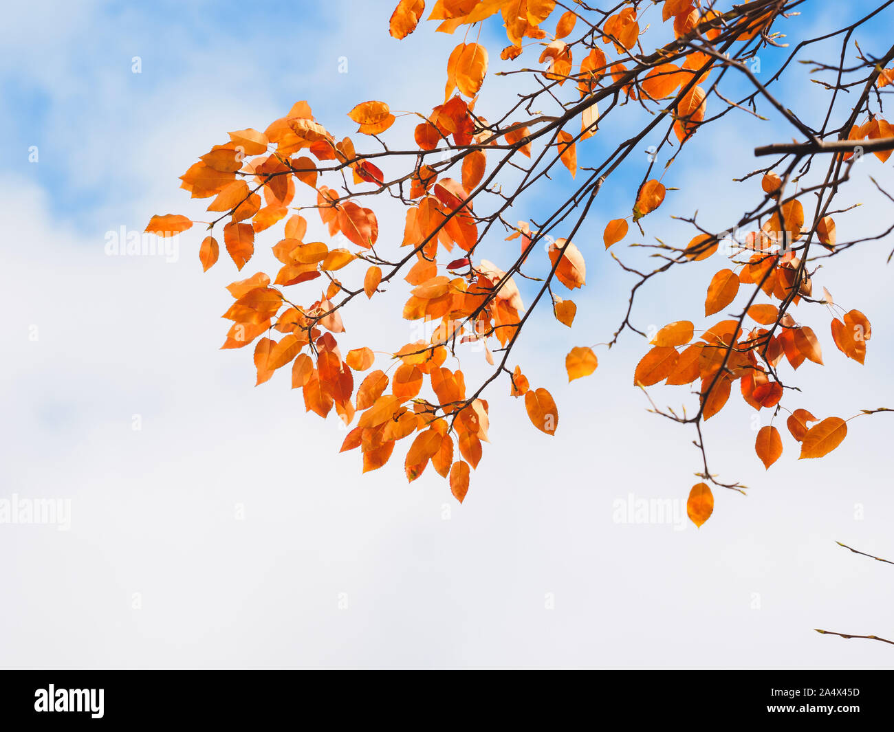 Kanadische serviceberry Ast mit orange Blätter und den Himmel hinter Ihnen. Stockfoto