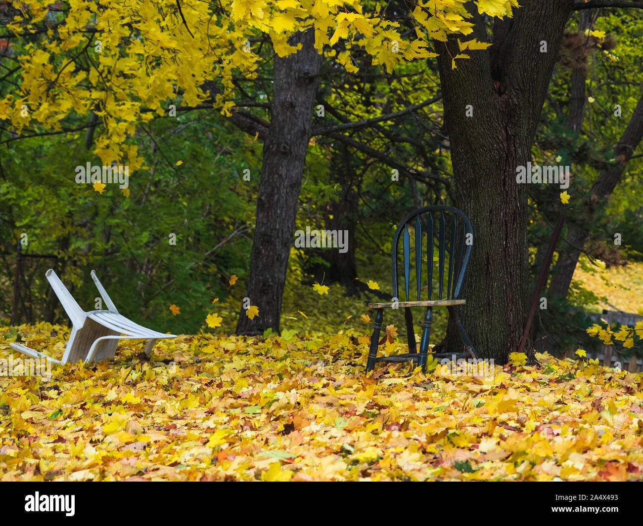 Grünen Stuhl sitzt im Freien während der Ahorn baum Blatt fallen. Weißer Stuhl hat über wie Blätter im Wind fliegen Vergangenheit gefallen. Stockfoto