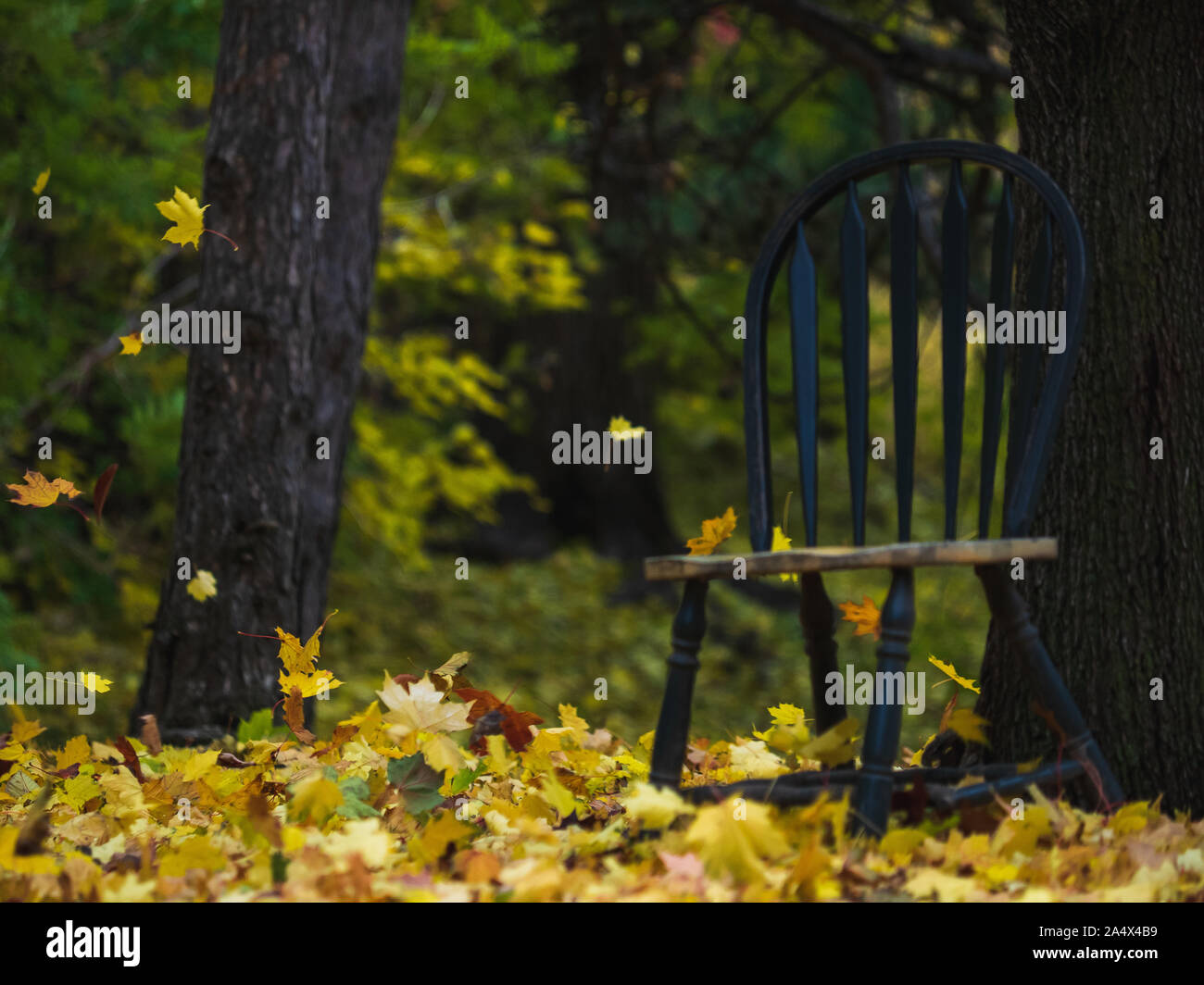 Ahorn Baum Blätter, die im Wind rund um einen grünen Stuhl im Freien. Stockfoto