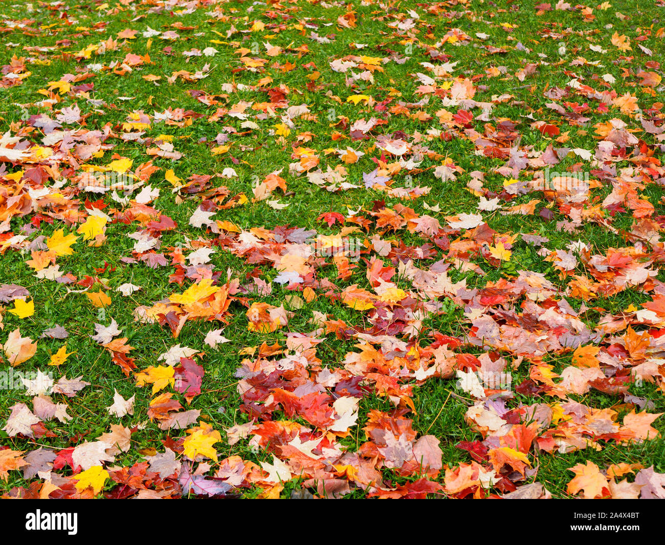 Sugar Maple Tree Blätter der gelben Farbe liegen auf den immergrünen Rasen. Stockfoto