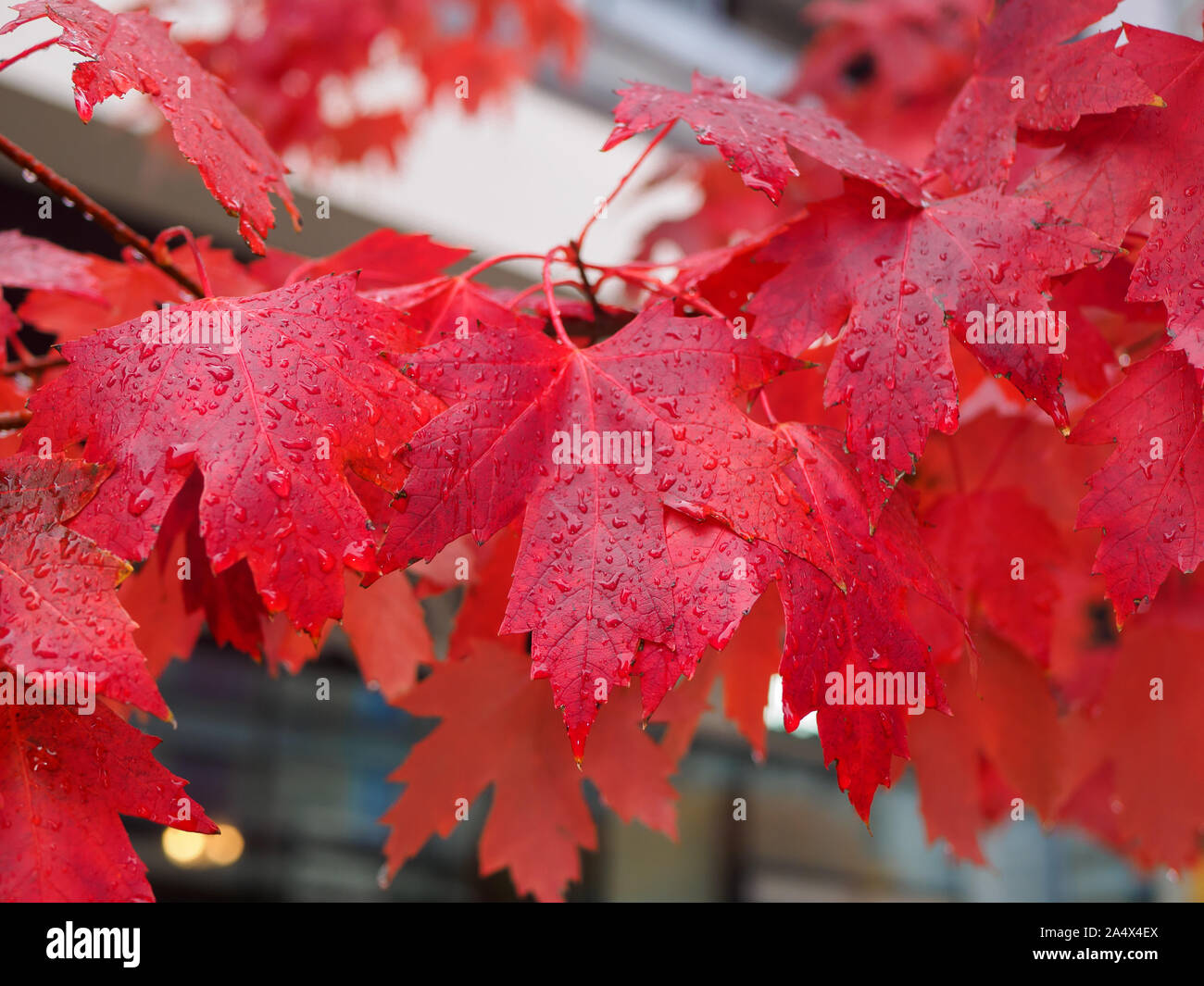 Schöne rote Ahorn Blätter hingen eine Zweigniederlassung im Regen. Regen fällt auf die Blätter. Stockfoto
