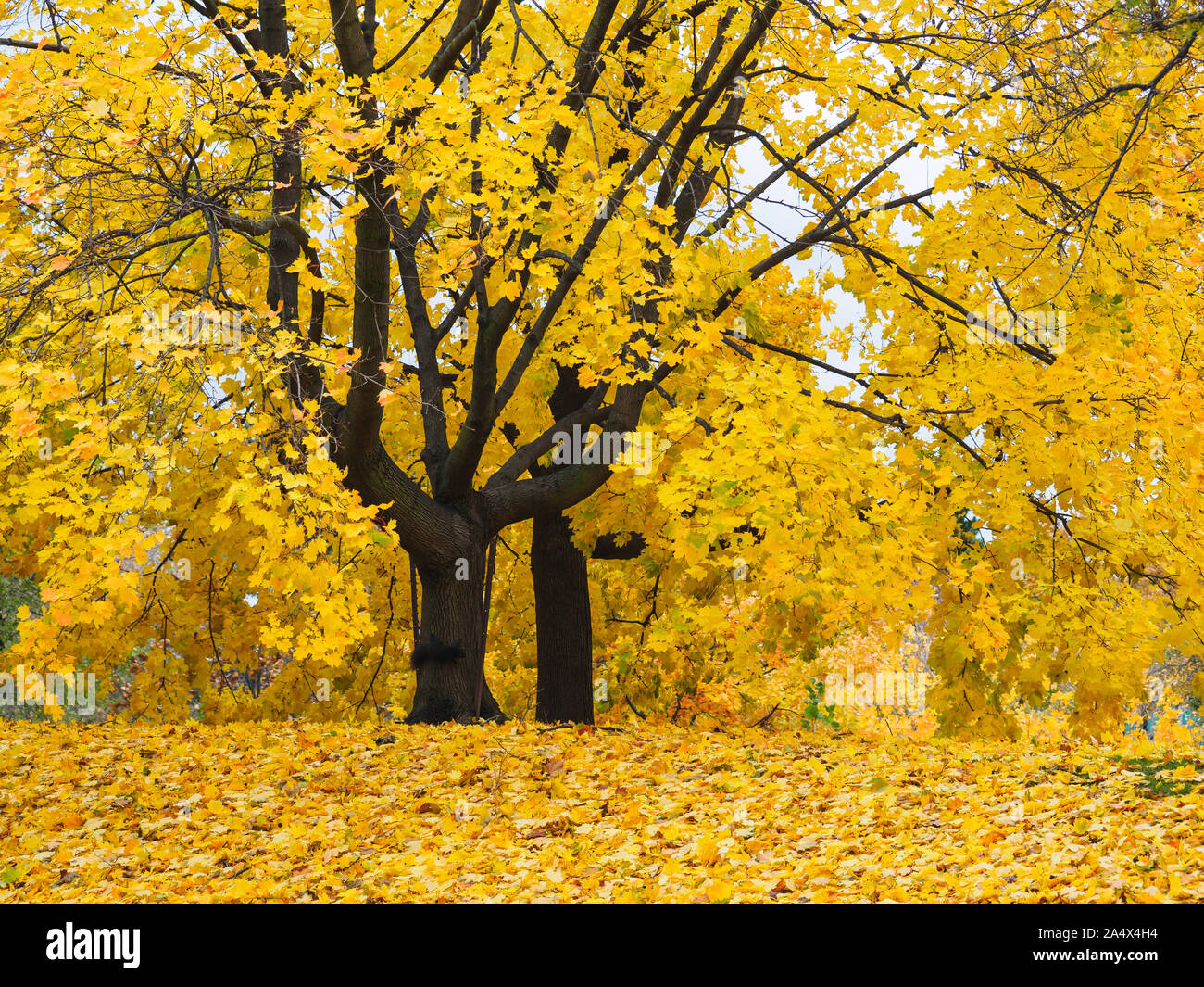 Goldene gelbe Blätter auf Ahorn Baum mit langen Zweigen und einem schwarzen Eichhörnchen auf dem Baumstamm. Stockfoto