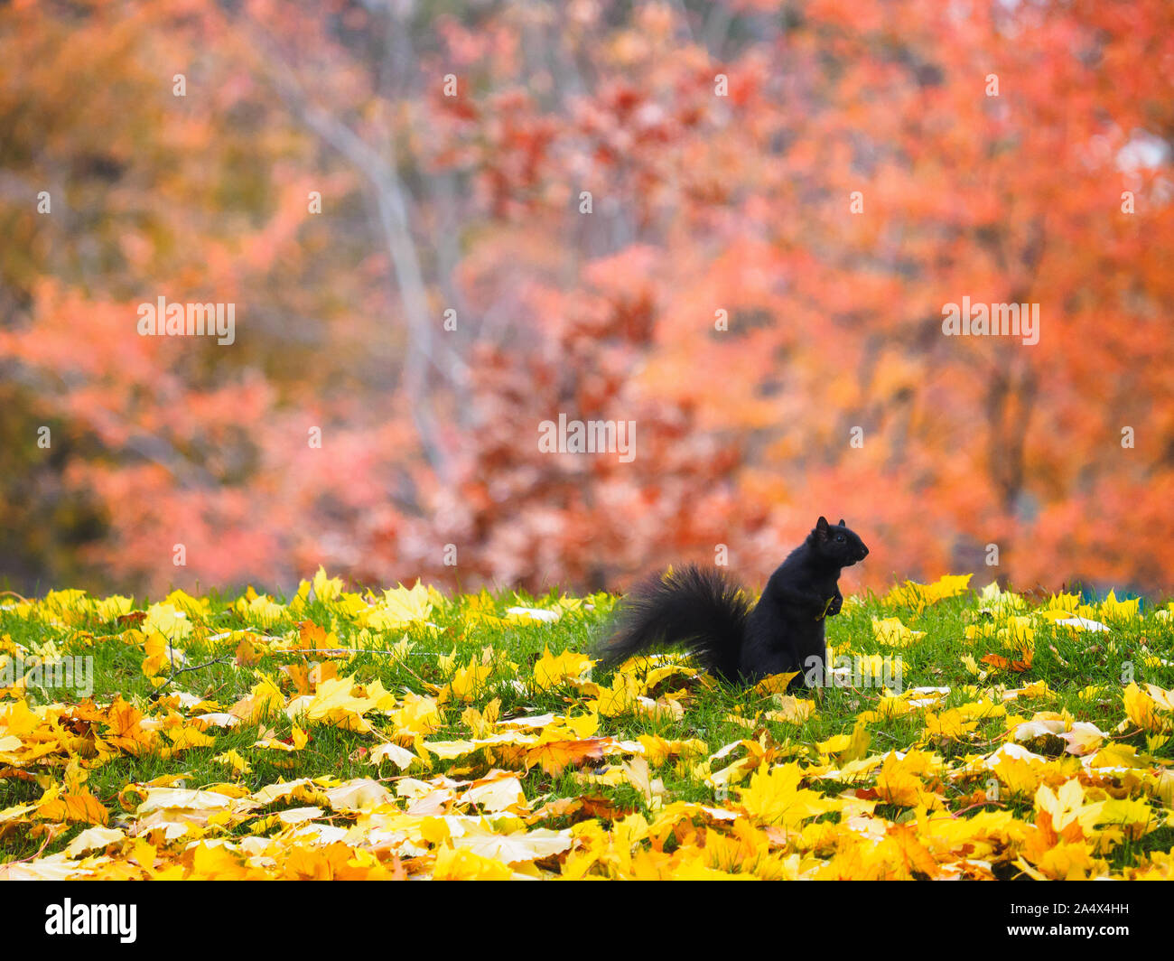 Schwarzes Eichhörnchen mit einem Blatt für die drey Bau im Herbst Farben Rot, Gelb und Grün. Stockfoto