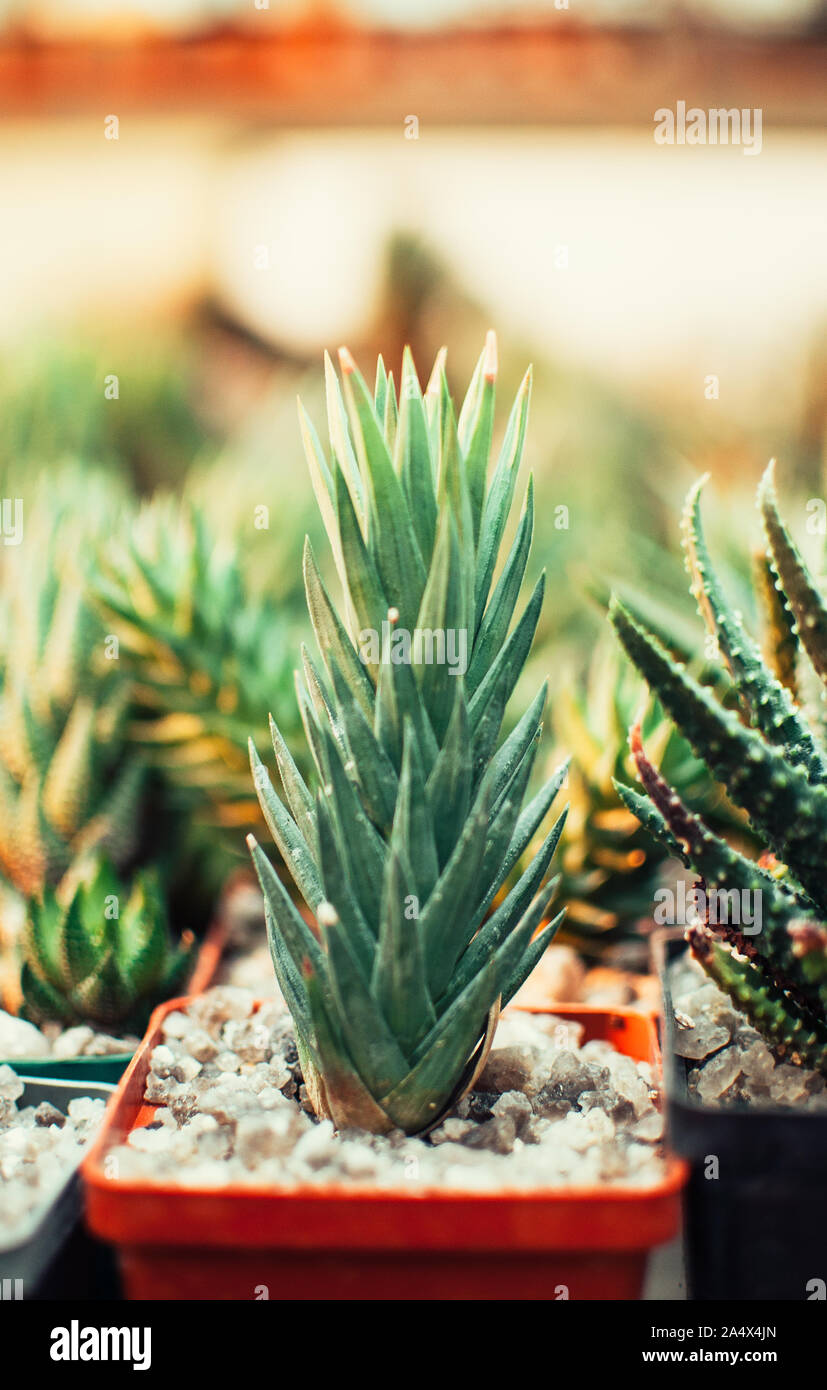 Sukkulenten, echeveria Kalanchoe saftige Zimmerpflanzen. Aloe ostifolia ist saftig krautige Pflanze, Arten der Aloe Gattung der Asphodelaceae Stockfoto