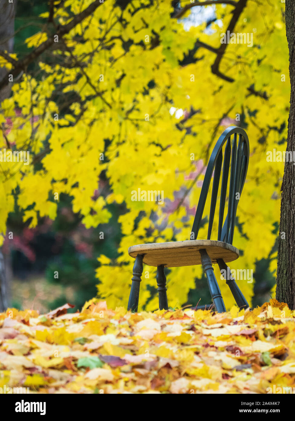 Einsame Holz grün Stuhl stehend außerhalb im Herbst, wenn die gelben Blätter stapeln sich um ihn herum. Stockfoto
