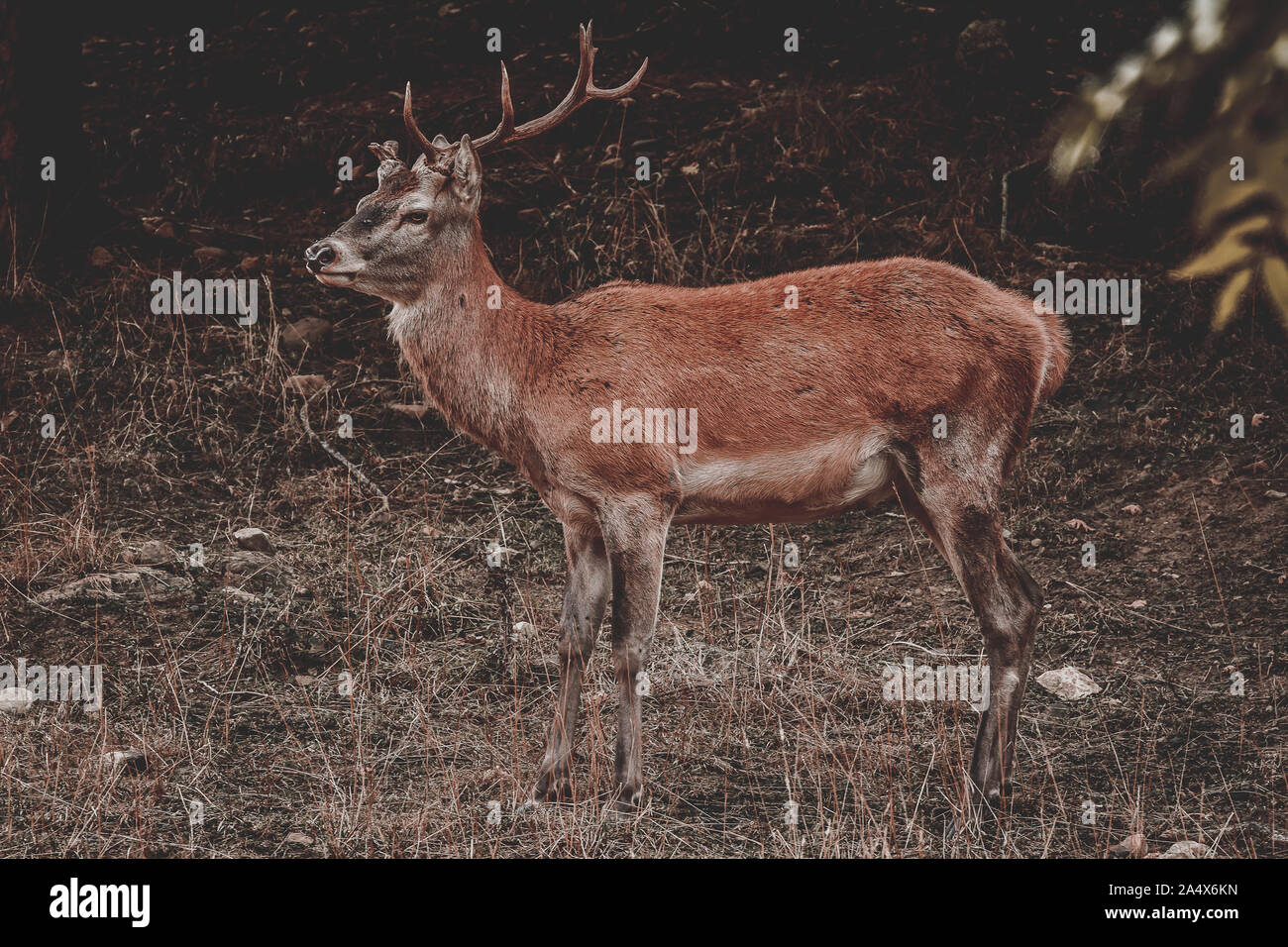 Hirsch mit broken Horn im Zoo. Stockfoto Hirsch mit broken Horn im Zoo. Stockfoto