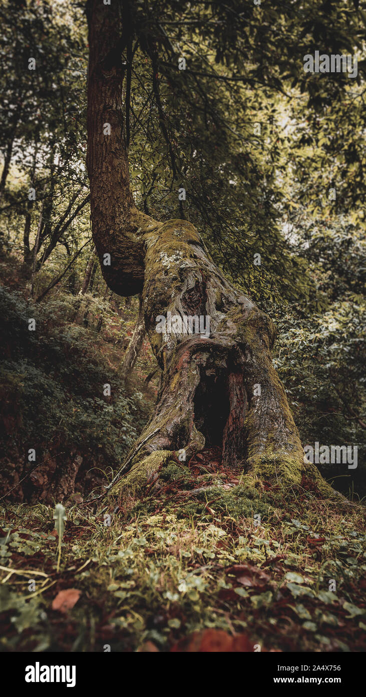 Baum im Wald, Stimmung Stil, mit grünen Tönen. Stockfoto Baum im Wald, Stimmung Stil, mit grünen Tönen. Stockfoto