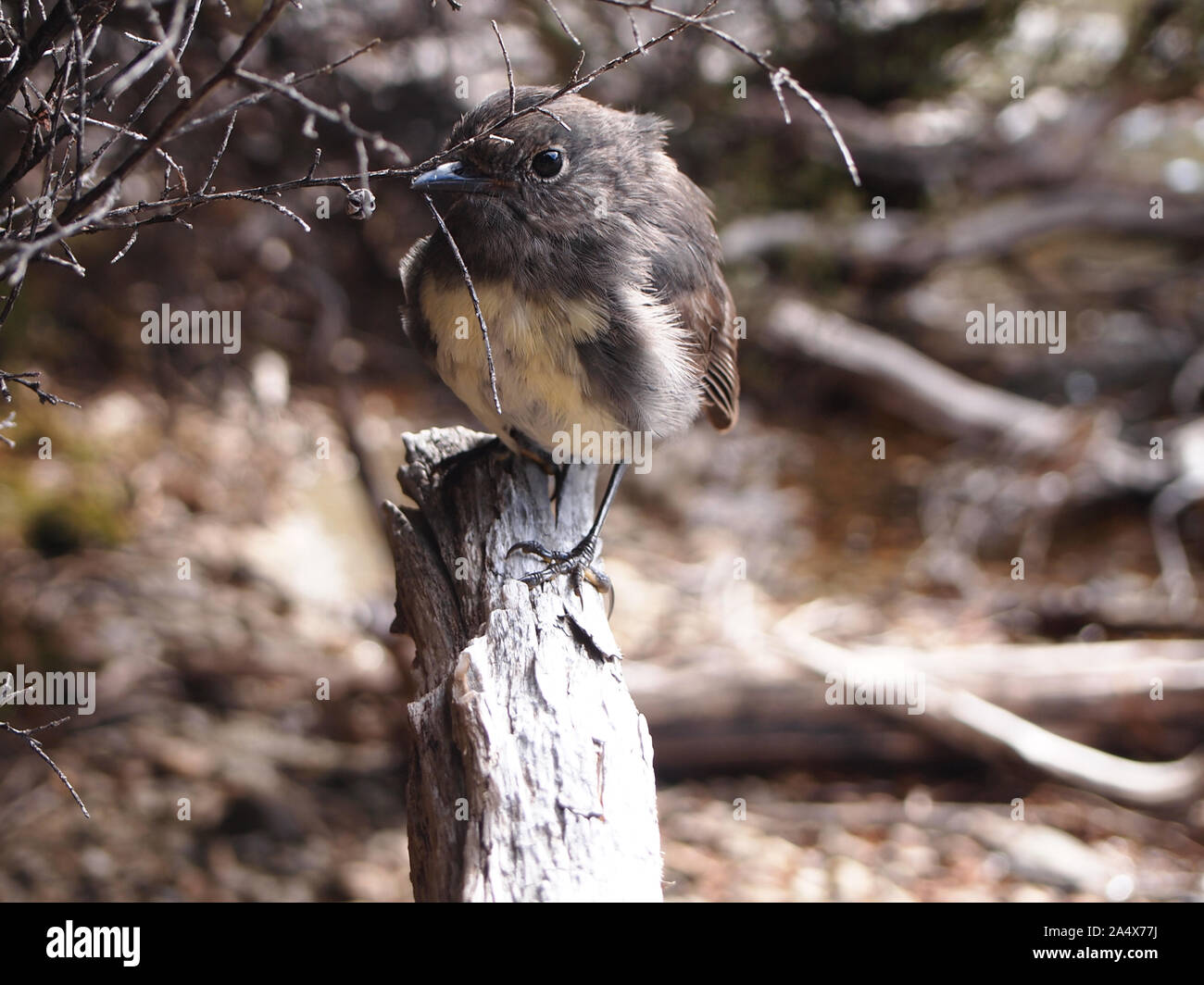 Toutouwai oder South Island Robin (Petroica australis) im See Rere Wald, Glenorchy, Region Otago, Neuseeland Stockfoto