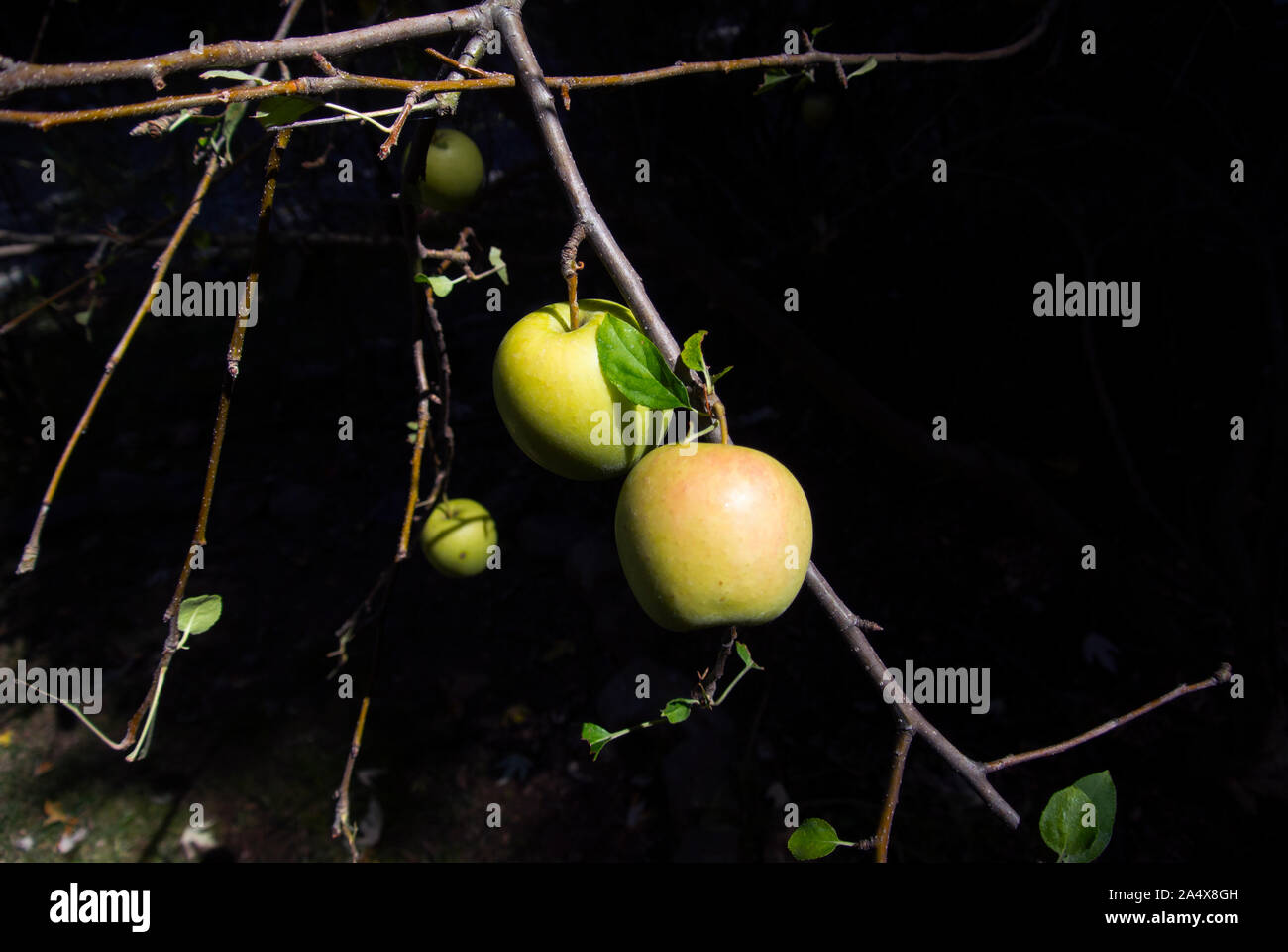 Vier Äpfel von der Sonne in einer dunklen Obstgarten beleuchtet. Stockfoto