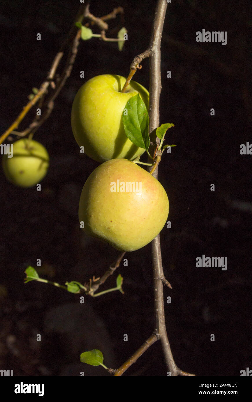 Mehrere äpfel, die durch die Sonne in einem dichten dunklen Obstgarten beleuchtet. Stockfoto