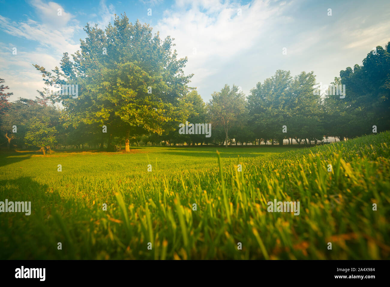 Nebligen Morgen im Bereich der Bäume mit Platane und Gras, wenn sie früh Sonne. Stockfoto