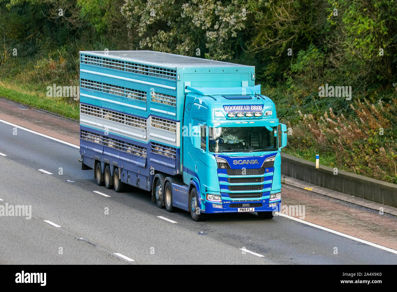 Woodhead Bros. britische Fleischindustrie Vieh und allgemeine Transportgeschäft; Schwere bulk Transport-LKW, Spedition, Lkw, Transport, Lastwagen, Cargo, Scania Fahrzeug, Lieferung, Transport von Tieren auf der M6 an der Lancaster, Großbritannien Stockfoto