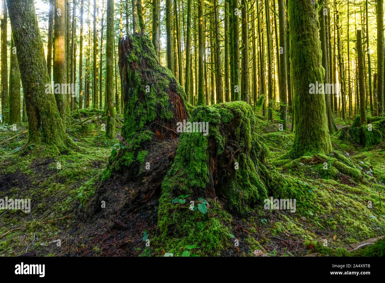 Überrest Moos bedeckt Baumstumpf, vorher angemeldet, zweite Wachstum Wald, Golden Ears Provincial Park, Maple Ridge, British Columbia, Kanada Stockfoto