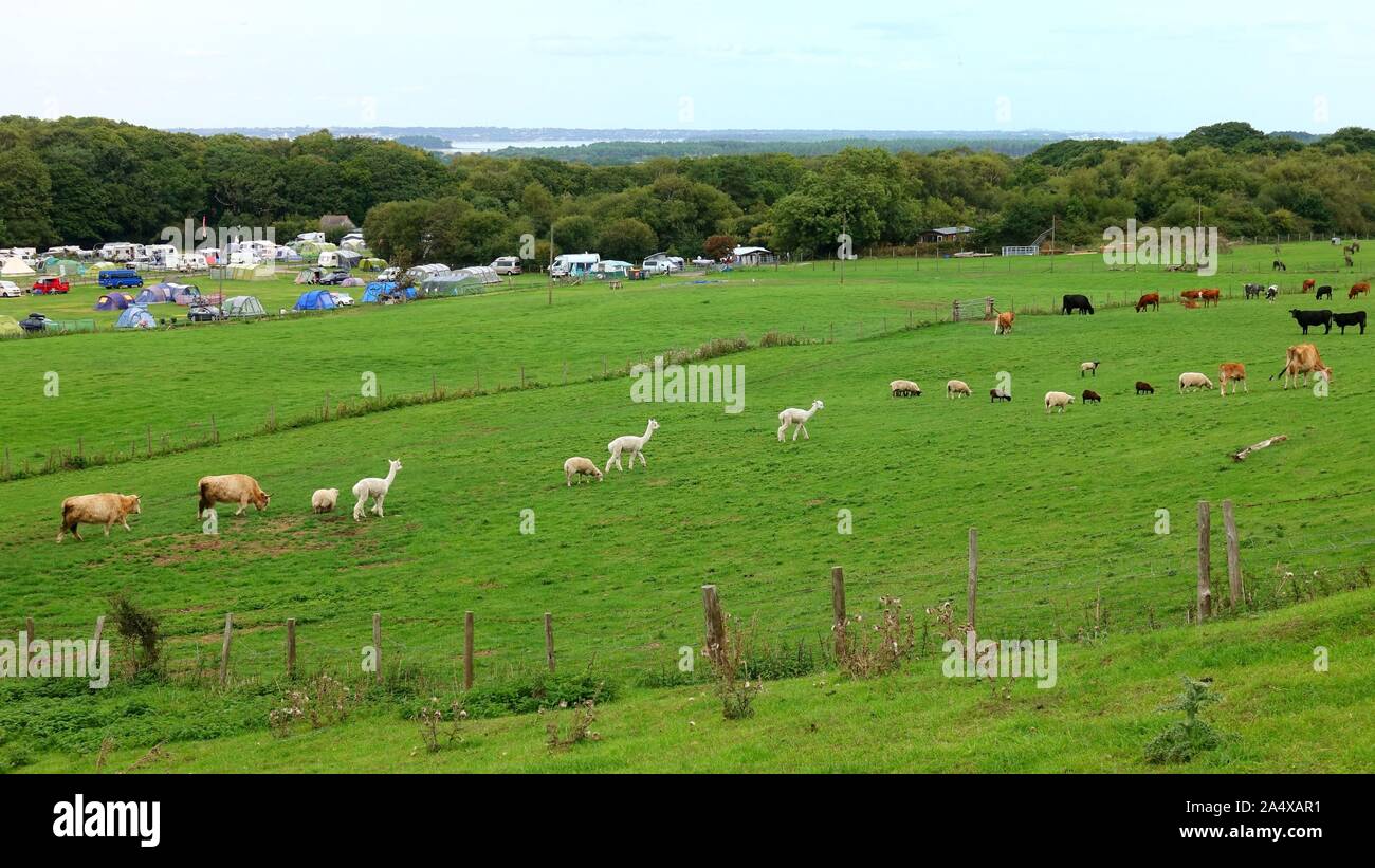 Landschaft Szene mit Schafe, Lamas und Kühe in einem Bauernhof, Camping Zelte im Hintergrund und den Fluss in der Entfernung Stockfoto