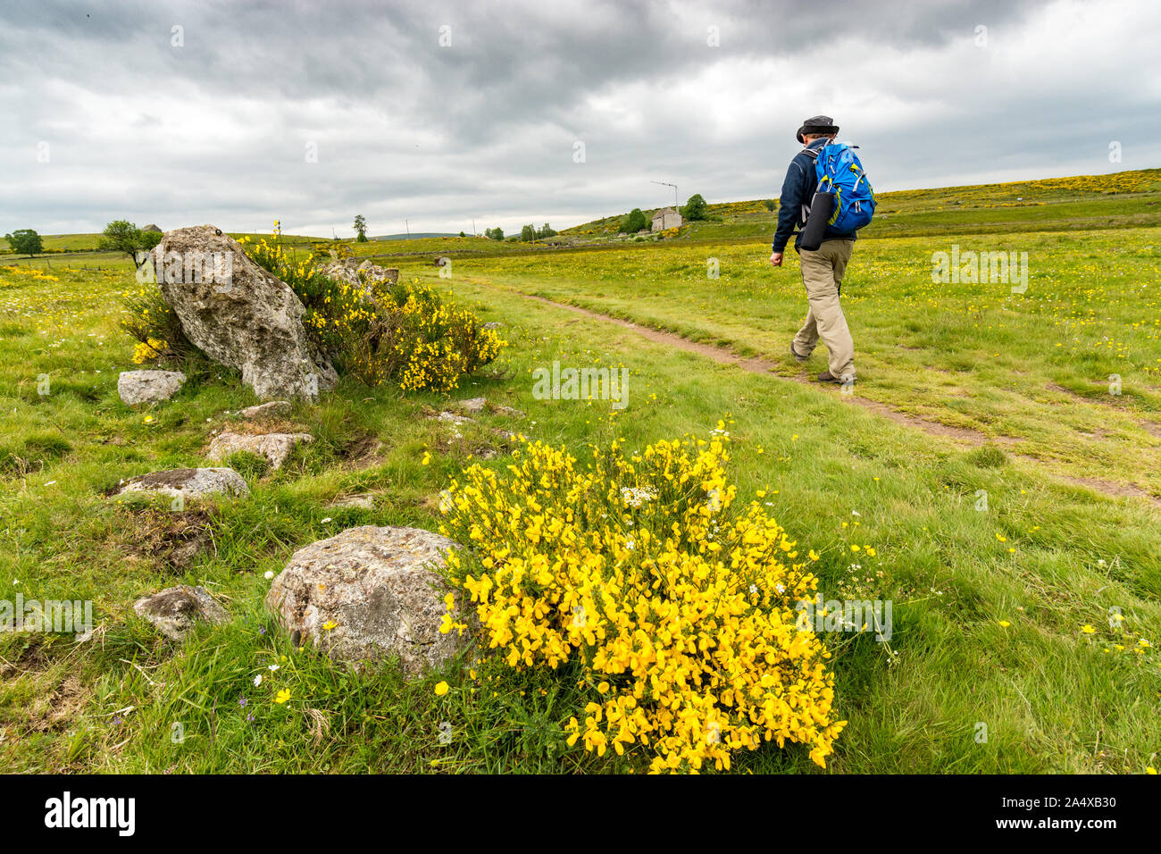 Hinter den Besen in Bloom, ein Wanderer geht auf den Pilgerweg nach Santiago de Compostela Stockfoto