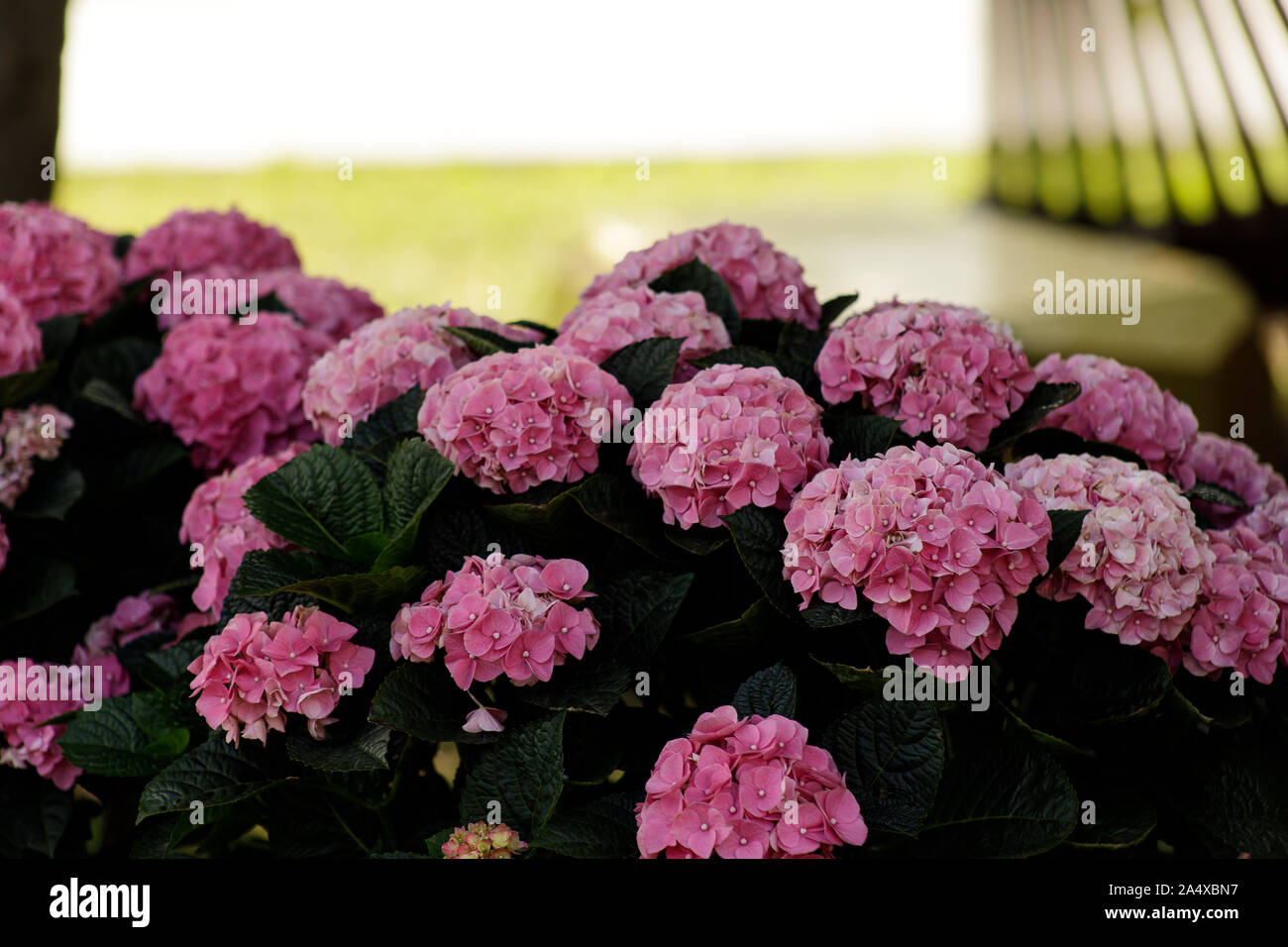 Hydrangea macrophylla, eine schöne Bush von großen, rosa Blüten im Garten Stockfoto