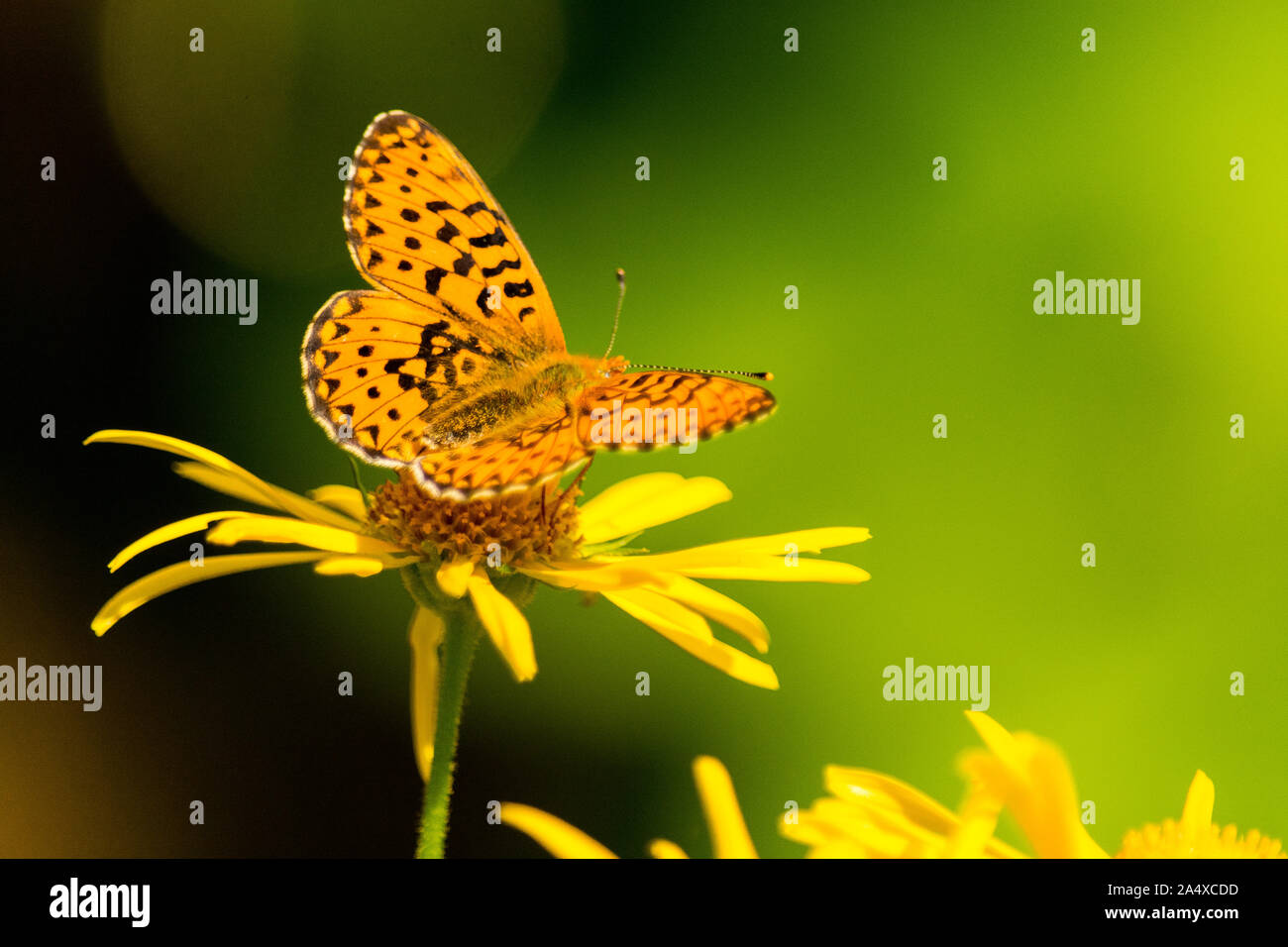 Orange und Schwarz Schmetterling auf einer Blume auf einem grünen Hintergrund Stockfoto