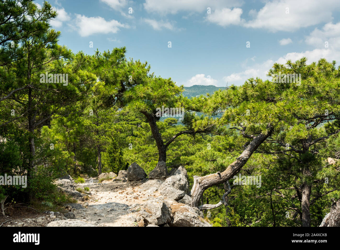 Die pilgerweges des Saint Guilhem le Desert versinkt in einem Pinienwald Stockfoto