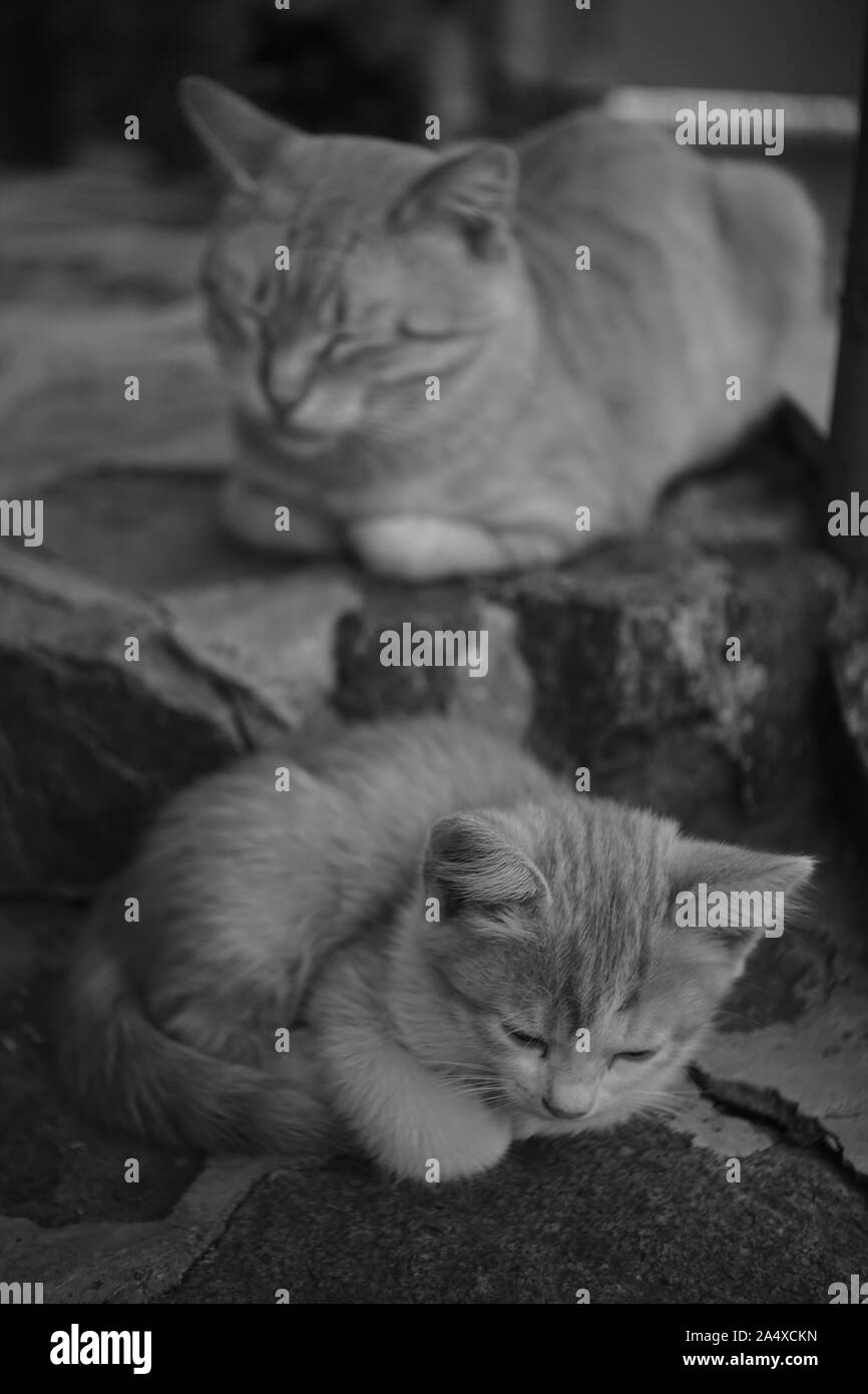 Kätzchen und Katze schlafen auf Stein Schritte auf der Straße, Schwarz und Stockfoto