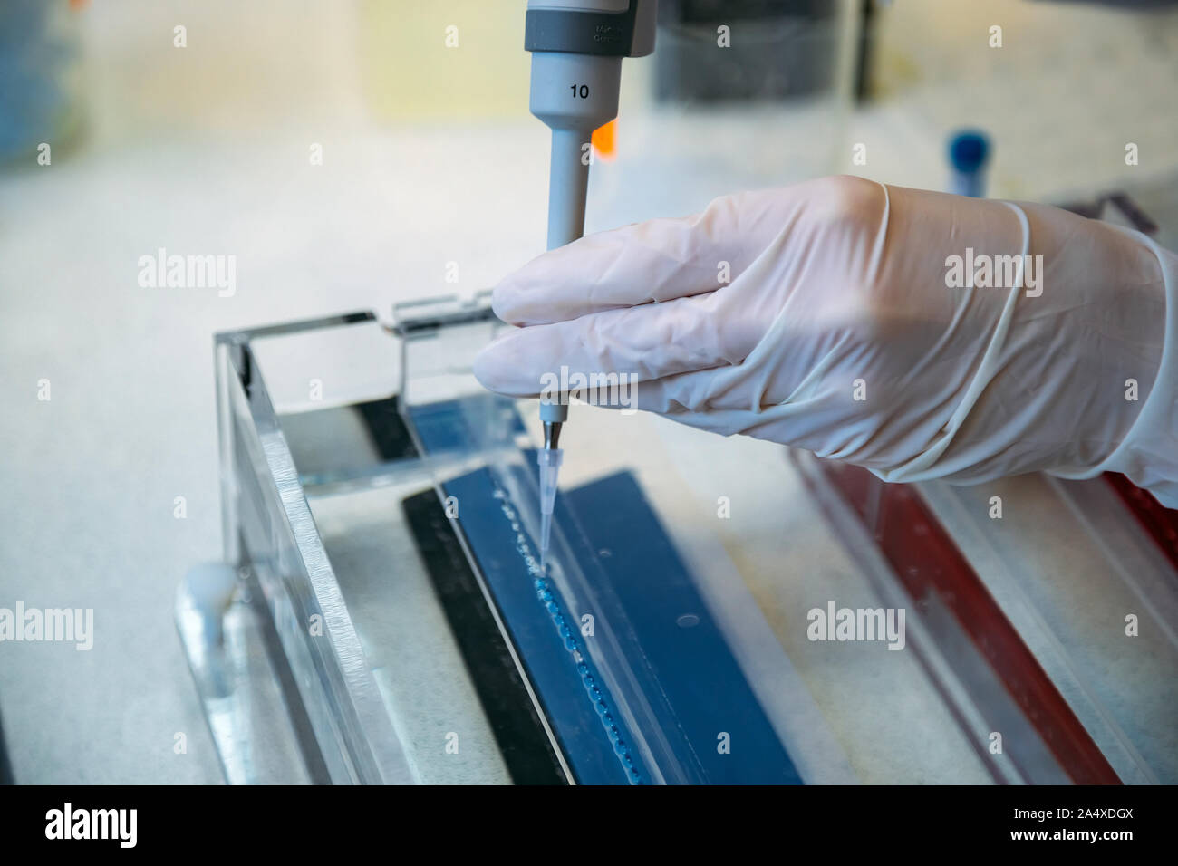 Wissenschaftler setzt Proben von der DNA-Fragmente in Agarose-Gel-Elektrophorese für die Verwendung mit der Pipette. Stockfoto