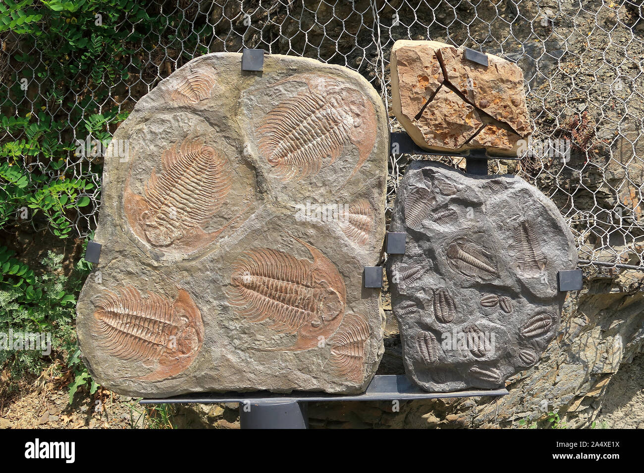 Eine Anzeige der Trilobiten Fossilien Stockfoto