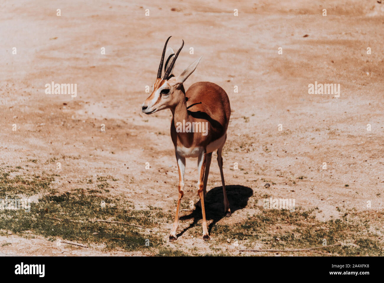 Dorcas Gazelle isoliert. Stockfoto