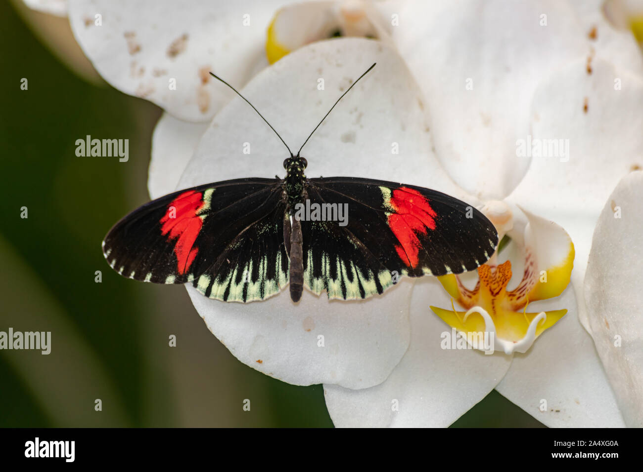 Heliconius melpomene, Briefträger, Schmetterling, mit offenen Flügeln, auf einer weißen Orchidee Stockfoto