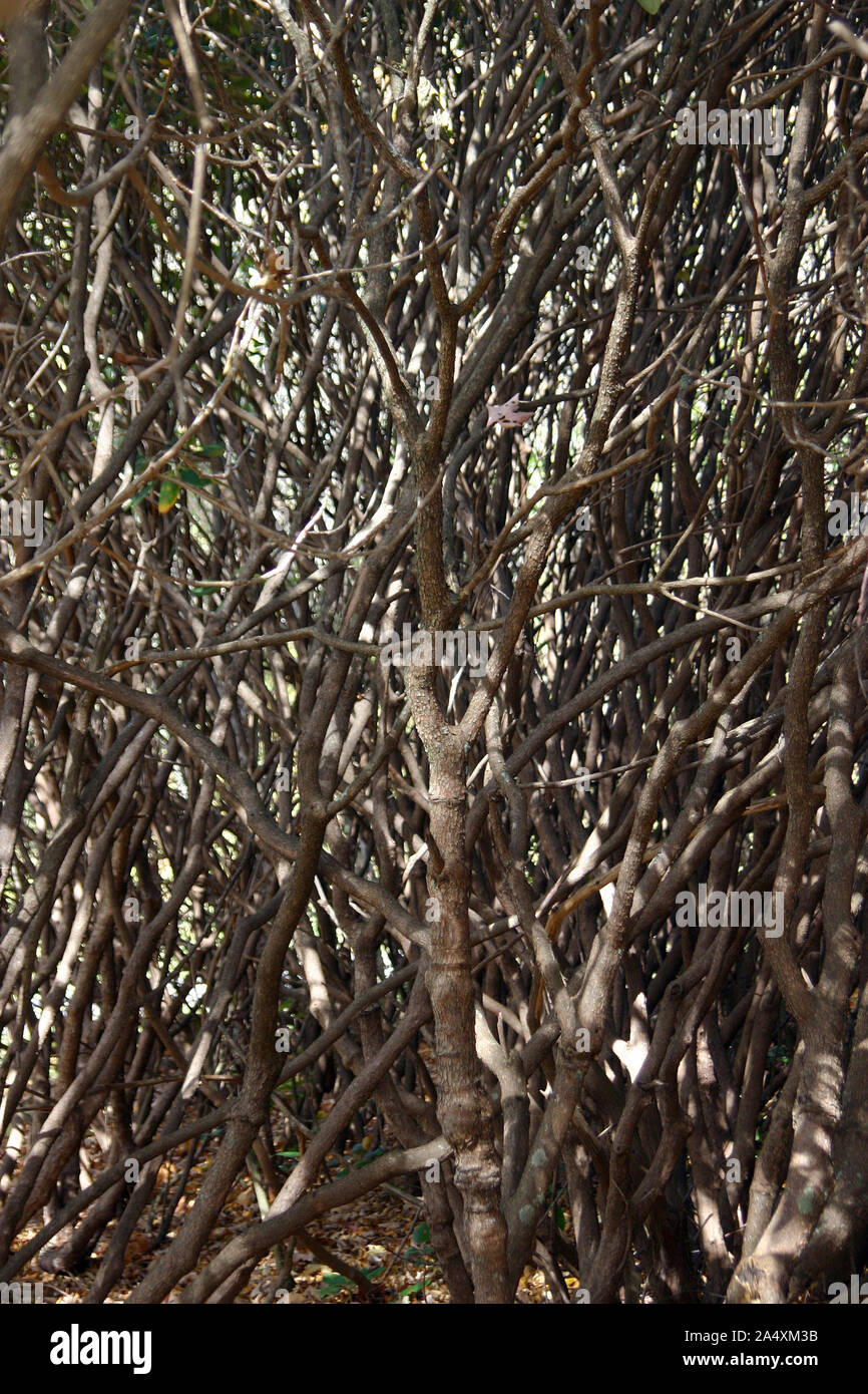 Nahaufnahme von einem dichten, dunklen Dickicht aus Woody Zweige dappled durch Sonnenlicht wild hoch wachsen in die North Carolina Berge Stockfoto