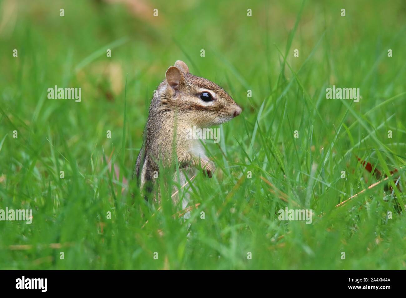 Eine östliche Chipmunk im Herbst suchen nach Nahrung in Gras weg für den Winter zu speichern Stockfoto