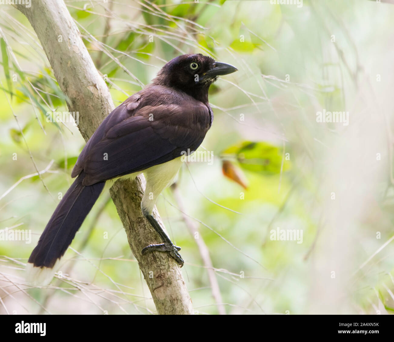 Schwarz-chested Jay (Cyanocorax affinis) in Panama Stockfoto