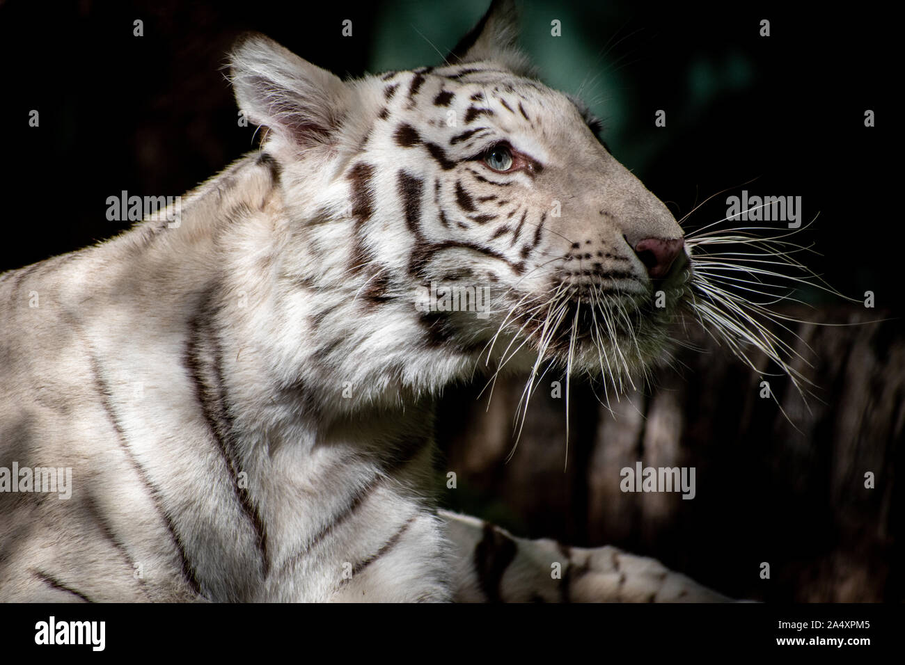 Weißer Tiger in der Sonne entspannen Stockfoto