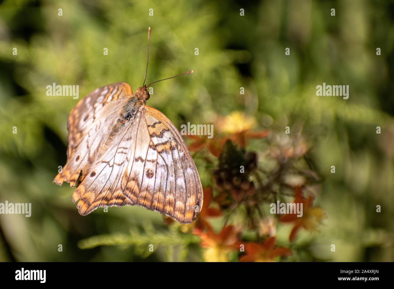 Fliegender Schmetterling Stockfoto