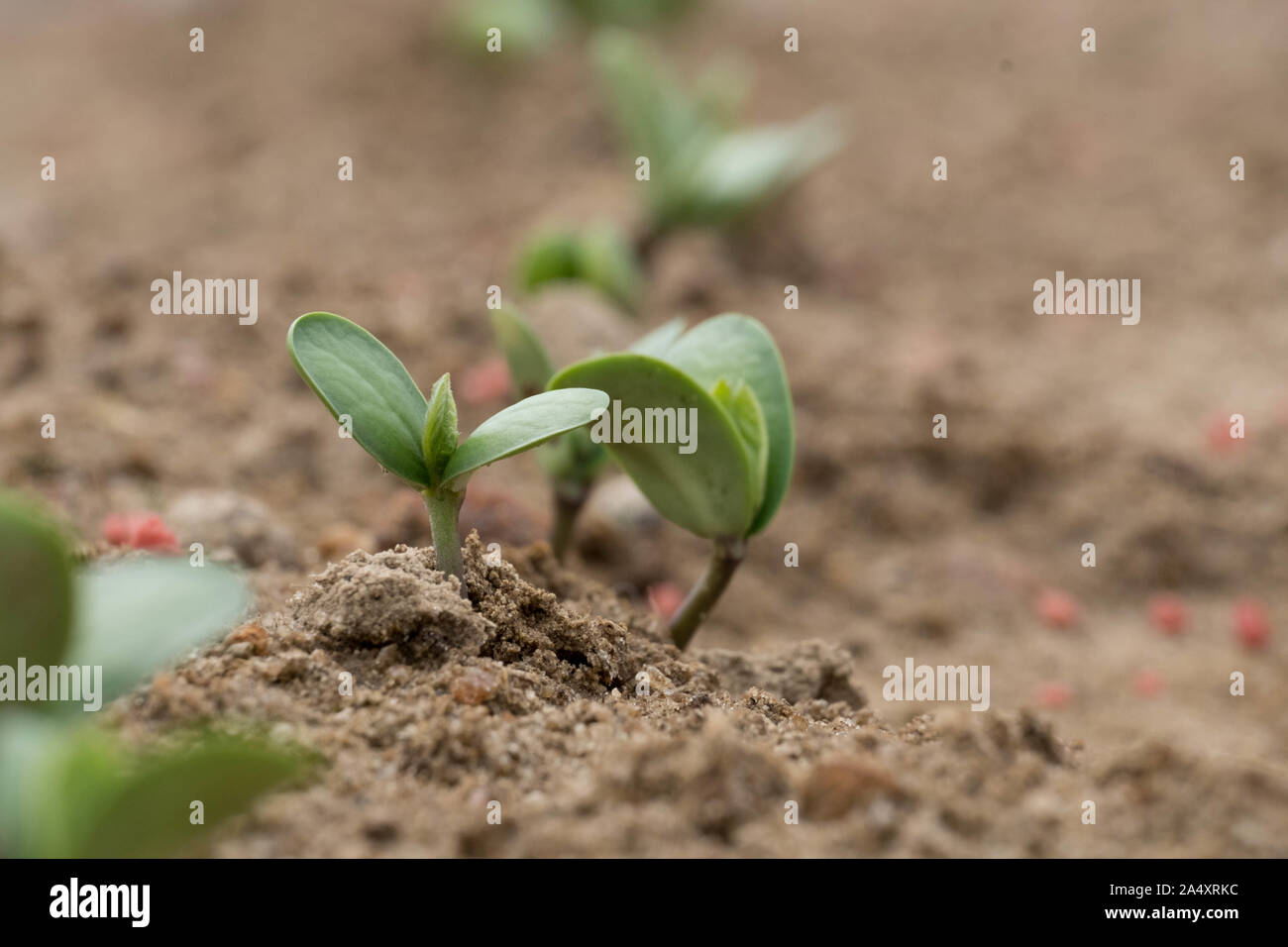 Winzige Sojasprossen gerade erst im Juni in Raleigh, North Carolina. Stockfoto