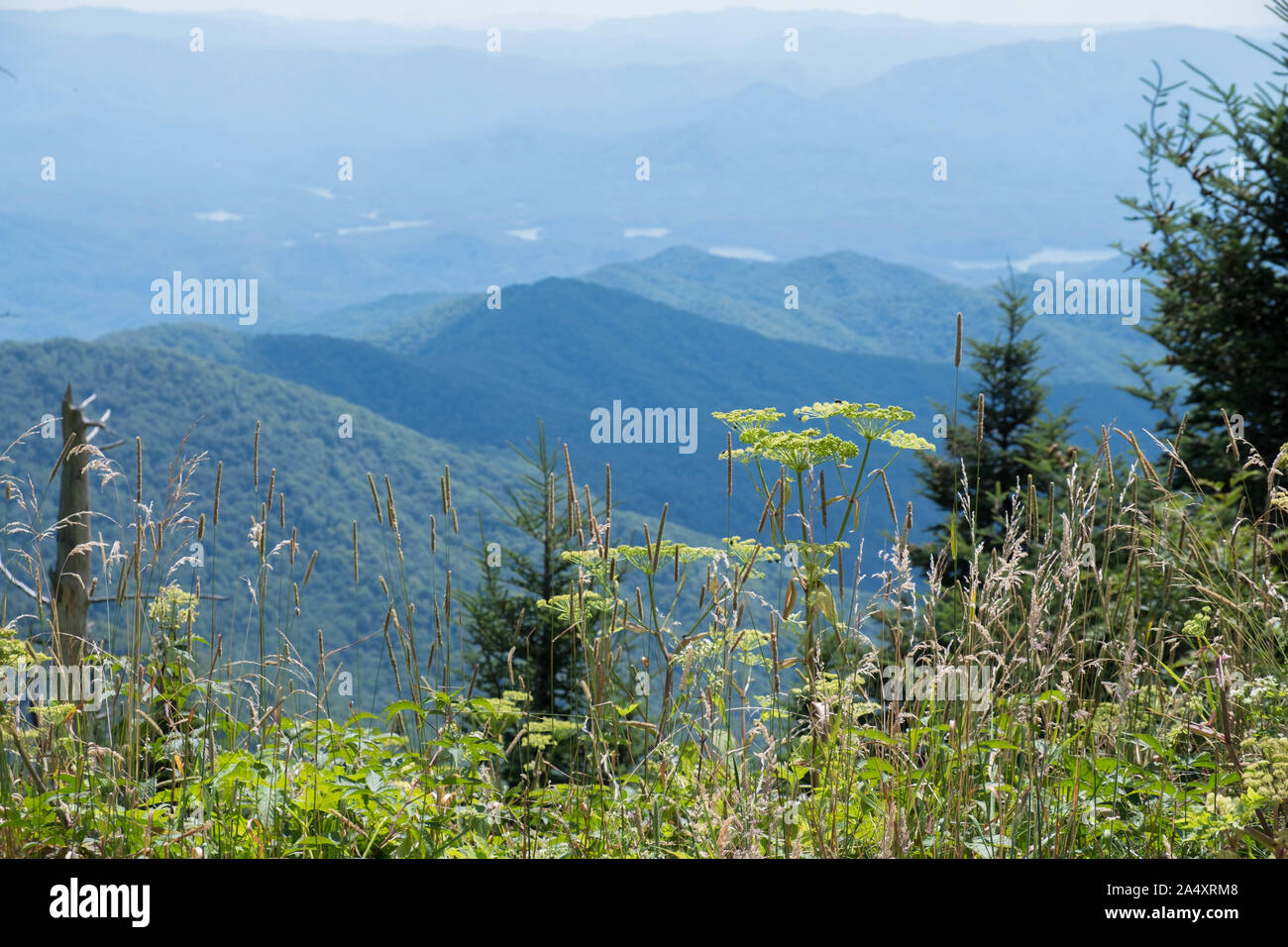 Herrliche Sicht auf die Great Smoky Mountains vom Clingmans Dome in der Nähe von Gatlinburg, Tennessee. Stockfoto