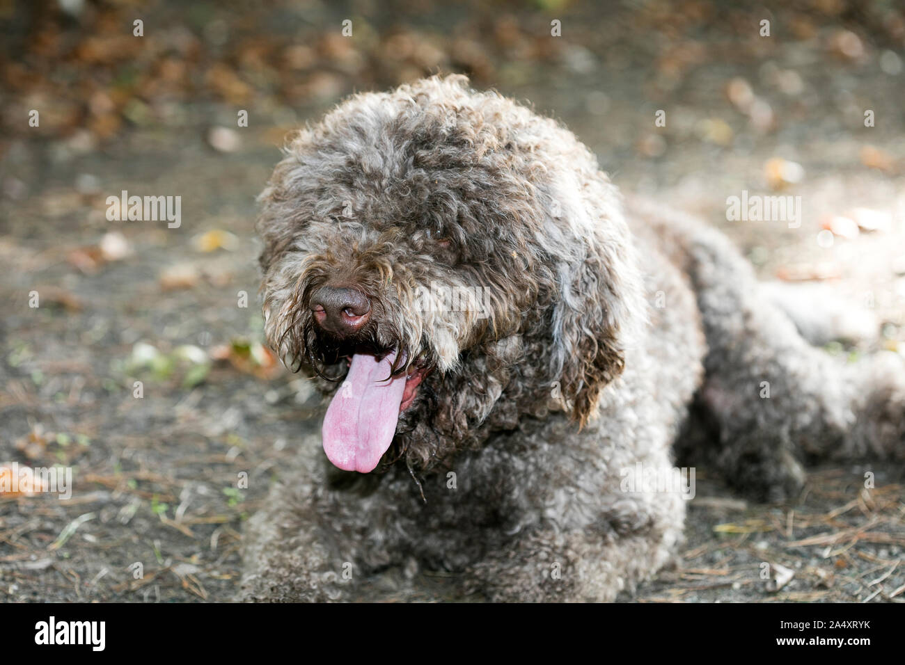 Braun italienische Hund Makro portrait Rasse Trüffelsuche Lagotto Romagnolo Stockfoto