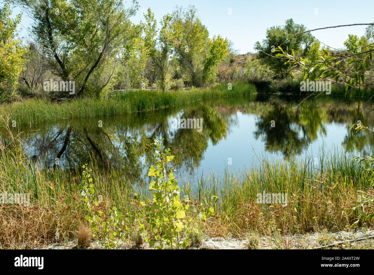 Wunderschöne Oase in der Wüste Teich mit Reflektion Stockfoto