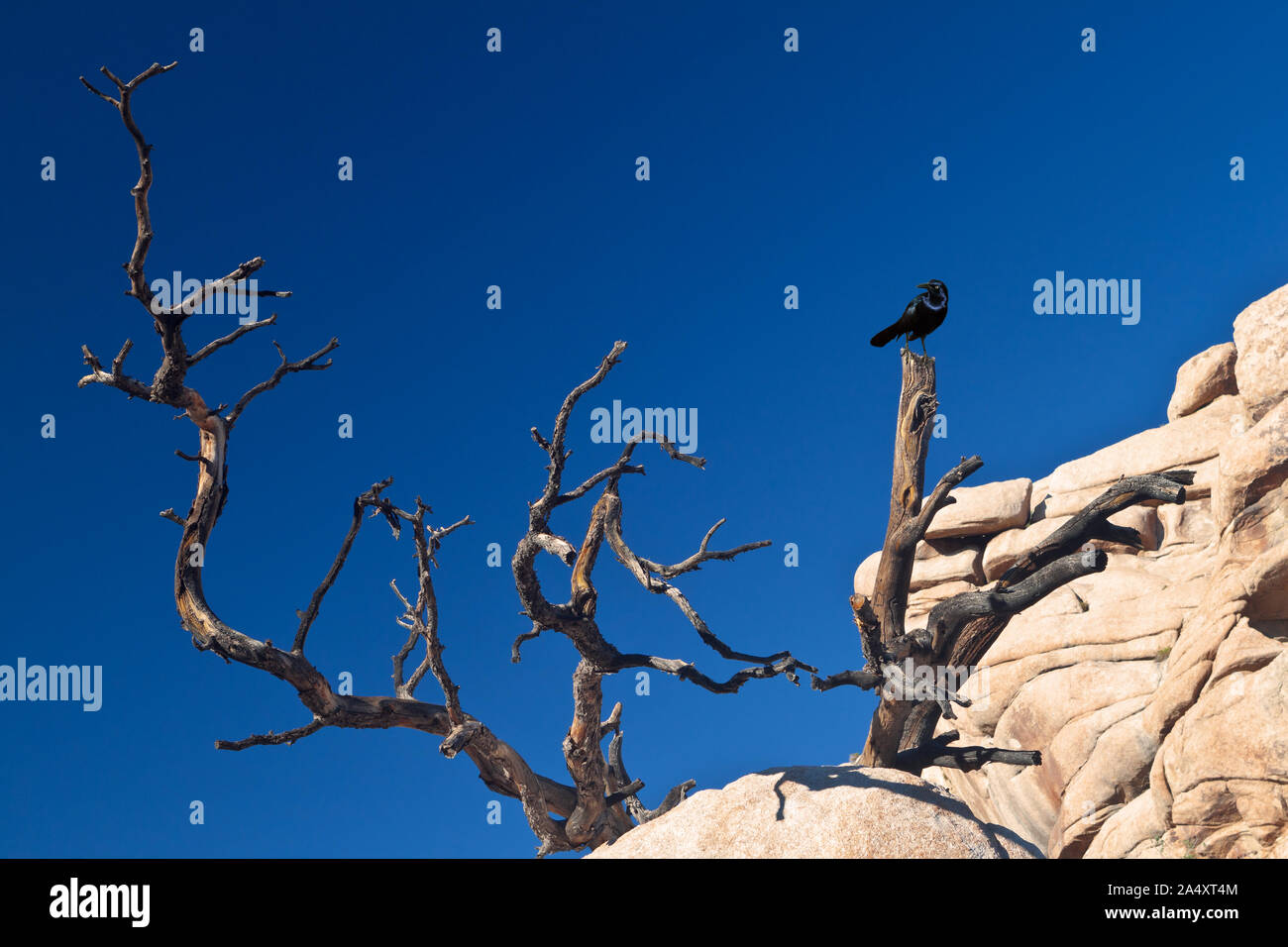 Schwarzer Vogel thront auf einem toten Baumstumpf Stockfoto