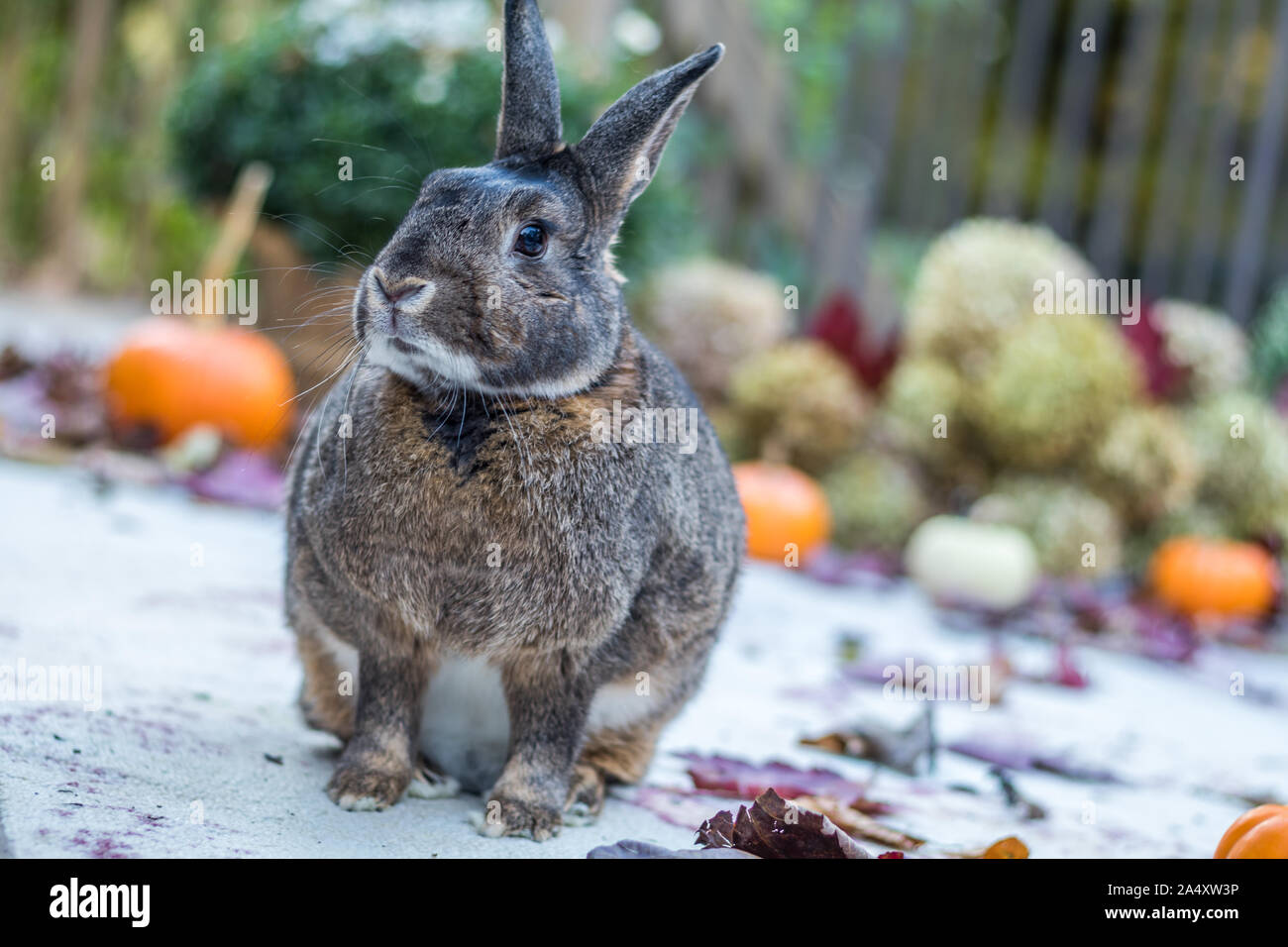 Kleine graue und weiße Kaninchen von bunten Herbstlaub, Kürbisse und Mamas umgeben, Herbst Szene Stockfoto