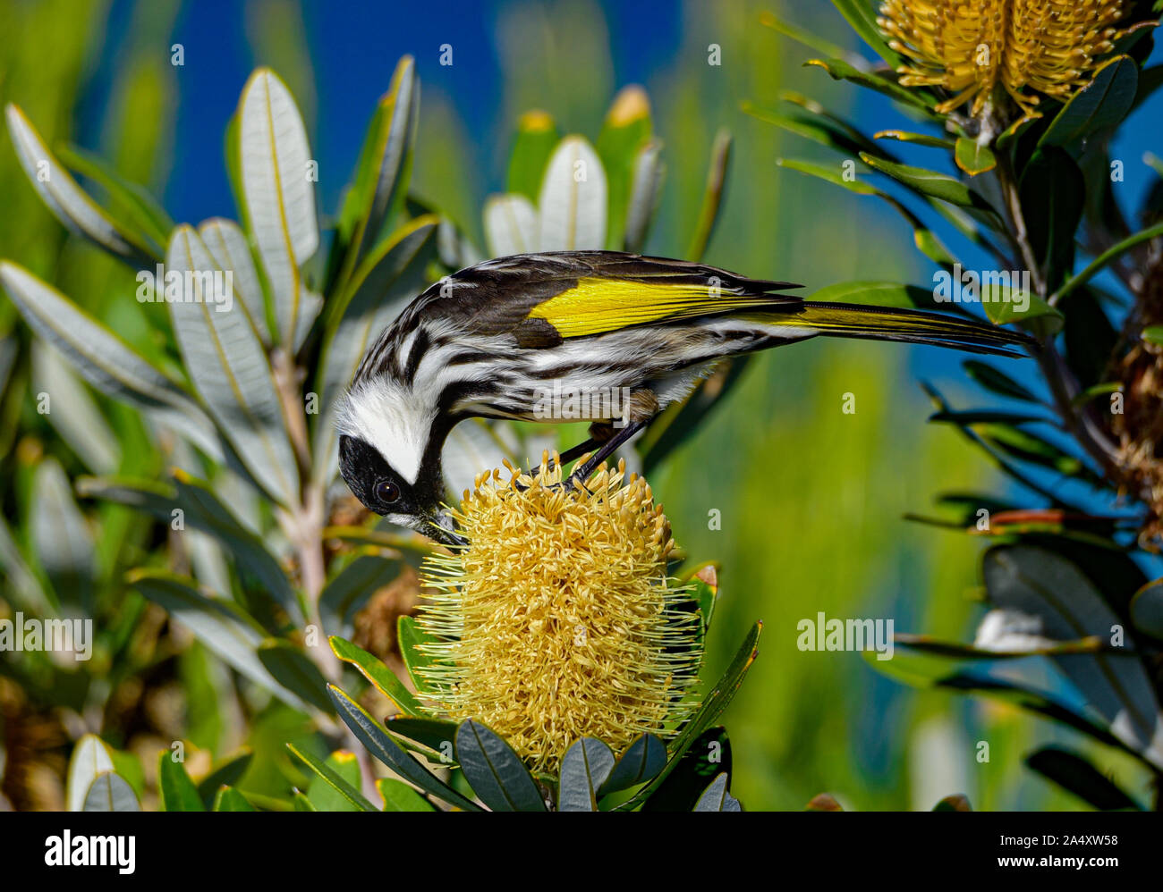 New Holland Honeyeater, Phylidonyris novaehollandiae, Port Macquarie, New South Wales, Australien. Stockfoto