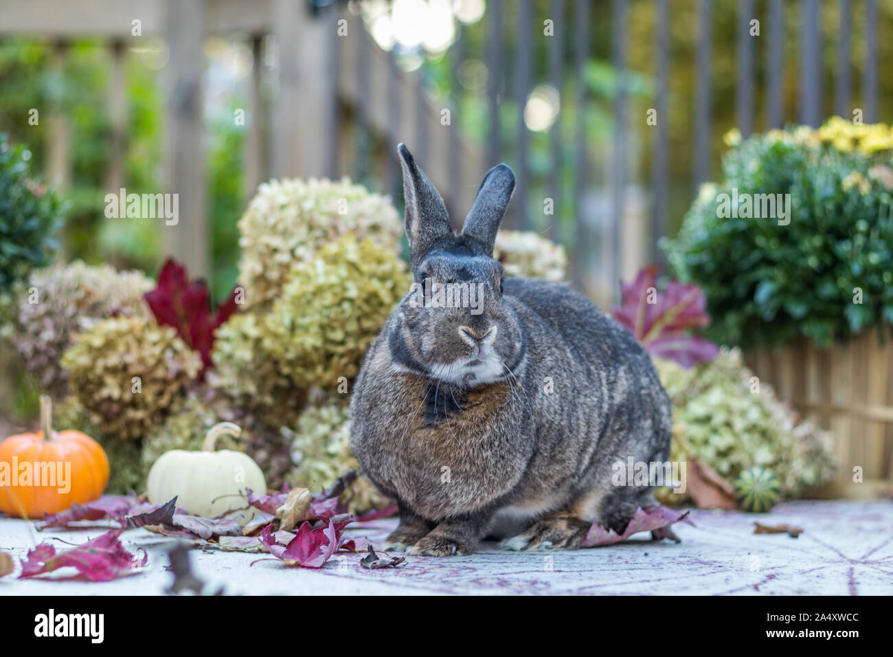 Kleine graue und weiße Kaninchen von bunten Herbstlaub, Kürbisse und Mamas umgeben, Herbst Szene Stockfoto